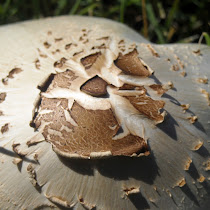 Poisonous and Deadly Fungi of Arizona