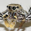 Dimorphic Jumper