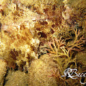 Sea Hare