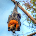 Grey Headed Flying Fox