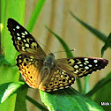 Hackberry Butterfly