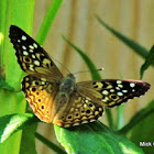 Hackberry Butterfly