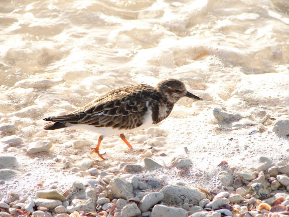Spotting Image 1
