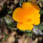Poppy
