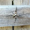 Garden Spider