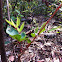 Poison Sumac