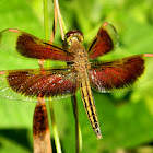 Ramburi red parasol