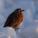 Horned Lark