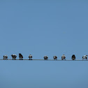 Pigeons