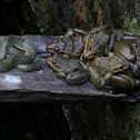 Checkered Keelback and Indian Bull Frogs