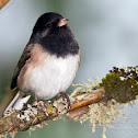 Dark-eyed Junco
