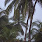 Coconut Palm