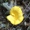 Smooth Chanterelle