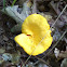 Smooth Chanterelle