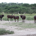 Ankole-Watusi (cattle)
