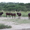Ankole-Watusi (cattle)