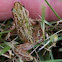 Boreal Chorus Frog