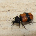 Ground beetle