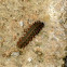 Spanish festoon caterpillar