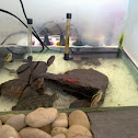 Turtle Army (Asian Leaf Turtle, SE Box Turtle, & RES)