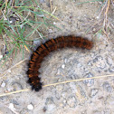 Fox Moth