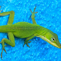 Carolina Green Anole