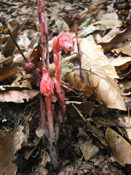 Spotting Image 1