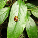 Unidentified Leaf Beetle