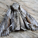 Common Hyppa.