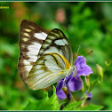 Striped Albatross Butterfly (Female)