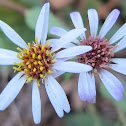 California Aster