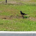 Shiny Cowbird