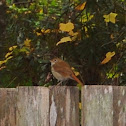 Hermit Thrush