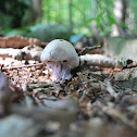 Cortinarius