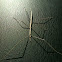 Western Shorthorned Walkingstick