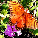 Gulf Fritillary