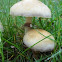Bearded Field Cap