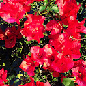 Bougainvillea