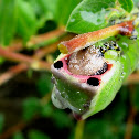 Puss Moth Caterpillars