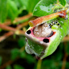 Puss Moth Caterpillars