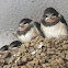 Barn Swallow