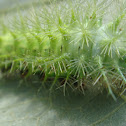 Caterpillar