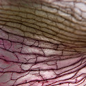 Amyrillis
