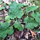 Burdock