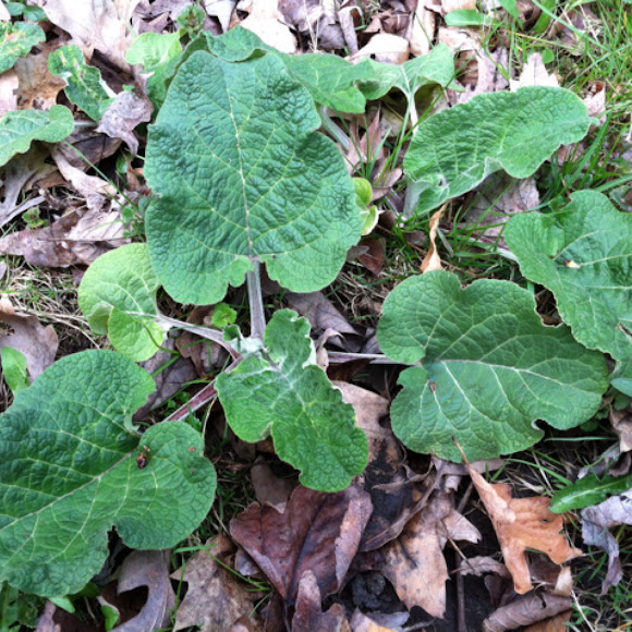 Spotting Image 1