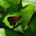 skipper
