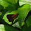 skipper