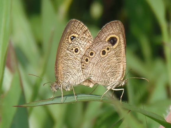 Spotting Image 1
