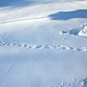 Hawk and rabbit tracks in snow
