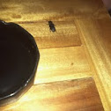 Beetle